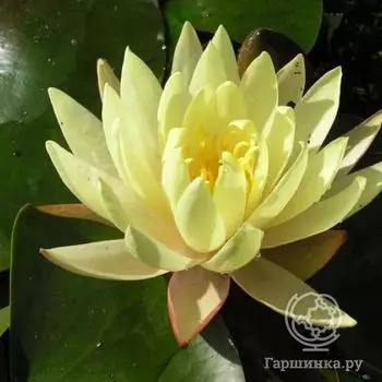 Нимфея Джой Томасик