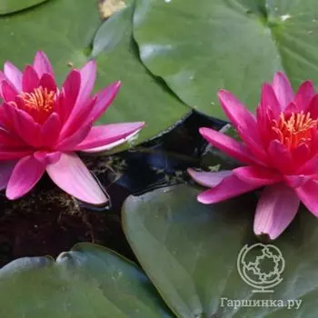 Нимфея Эскарбукль