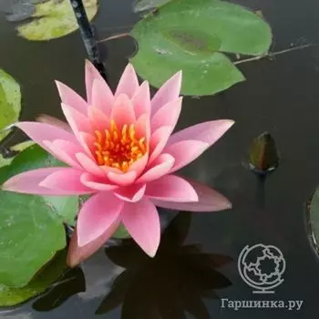 Нимфея Колорадо