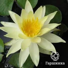 Нимфея Сульфуреа