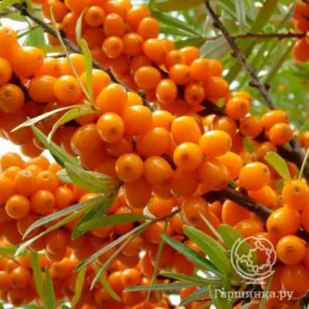 Облепиха Юлия