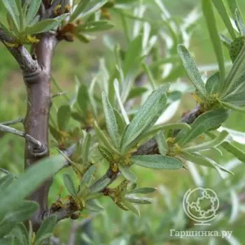 Облепиха Ромео