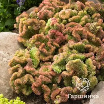 Очиток (седум) Кристатум Корал Грин