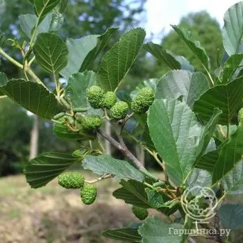 Ольха серая