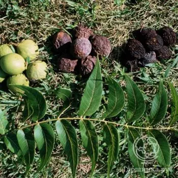 Орех черный