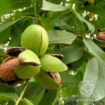 Орех грецкий