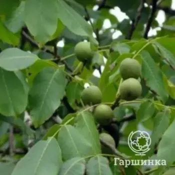 Орех грецкий Астаховский