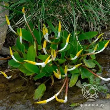 Оронтиум водный