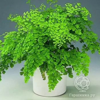 Папоротник Венерин волос