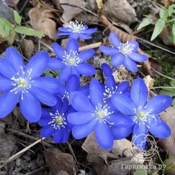 Печеночница благородная