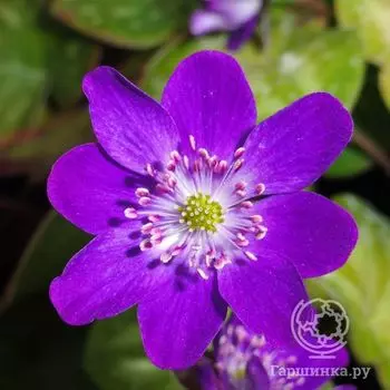 Печеночница японская Пепл Форест