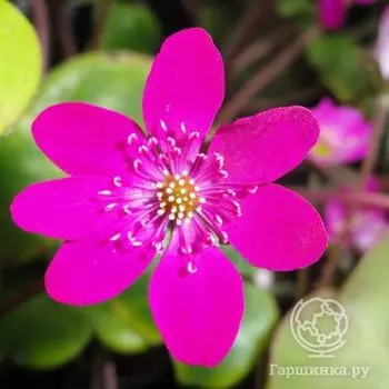 Печеночница японская Ред Форест