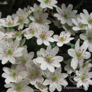 Печеночница японская Вайт Форест