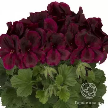 Пеларгония королевская Аристо Шоко