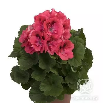 Пеларгония королевская Элеганс Фемке