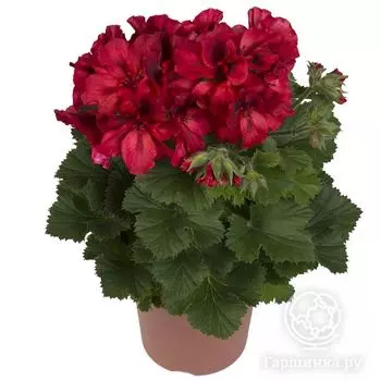 Пеларгония королевская Элеганс Фрэнни