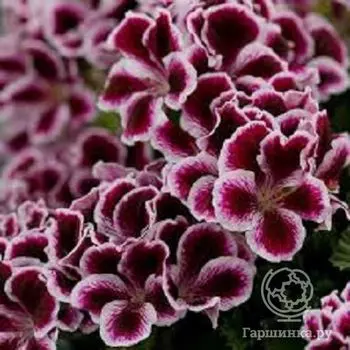 Пеларгония королевская Элеганс Империал