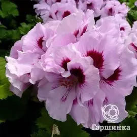 Пеларгония королевская Элеганс Лавенде Сплаш