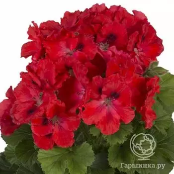 Пеларгония королевская Элеганс Розанн