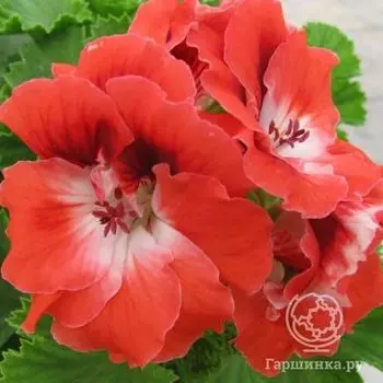Пеларгония королевская Мандарин