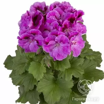 Пеларгония королевская Николетте