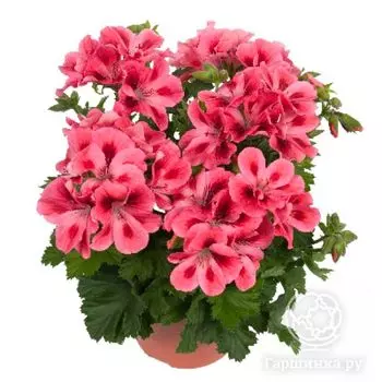 Пеларгония королевская Регилия Салмон Оранж