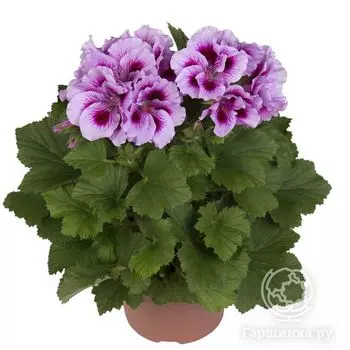 Пеларгония королевская Синтия