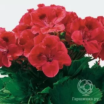 Пеларгония королевская Виен