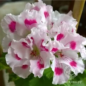 Пеларгония королевская Жасмин