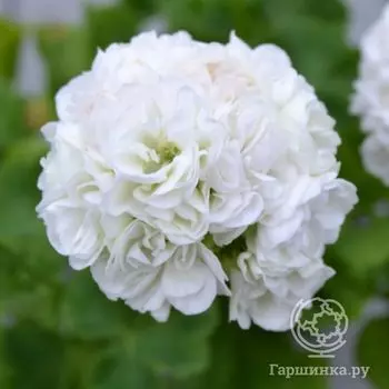 Пеларгония розебудная Мэри