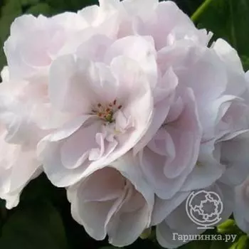 Пеларгония розебудная Принц Николай