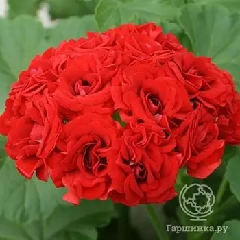 Пеларгония розебудная Розебуд Ред