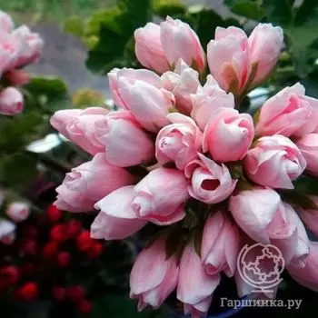 Пеларгония тюльпановидная Эмма