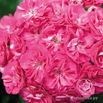 Пеларгония зональная Сэрвивор Розалинда