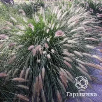 Пеннисетум Фокстрот