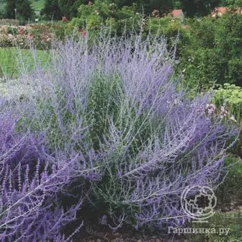Перовския (русский шалфей) Блу Спайр