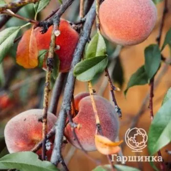 Персик Уральский Уралец