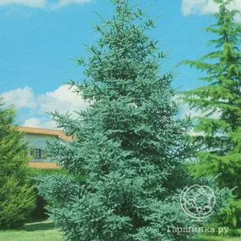 Пихта испанская Глаука