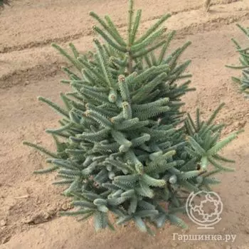 Пихта испанская Глаука.