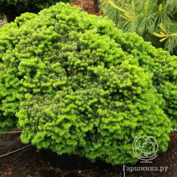 Пихта корейская Цис