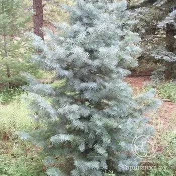 Пихта Сильвер Блу