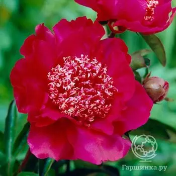 Пион Баррингтон Бель