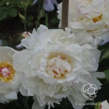 Пион Буль де Неж