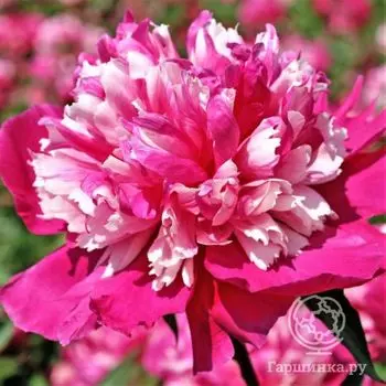 Пион Дейдрим