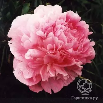 Пион Диннер Плейт