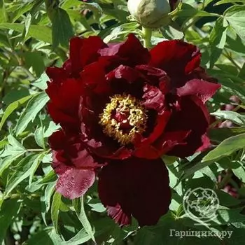 Пион древовидный черный