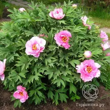 Пион древовидный розовый