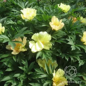 Пион древовидный желтый