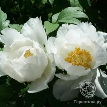 Пион Годайшу древовидный