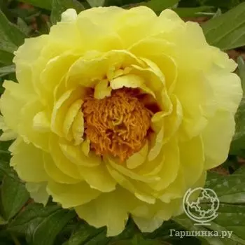 Пион Хай Нун древовидный